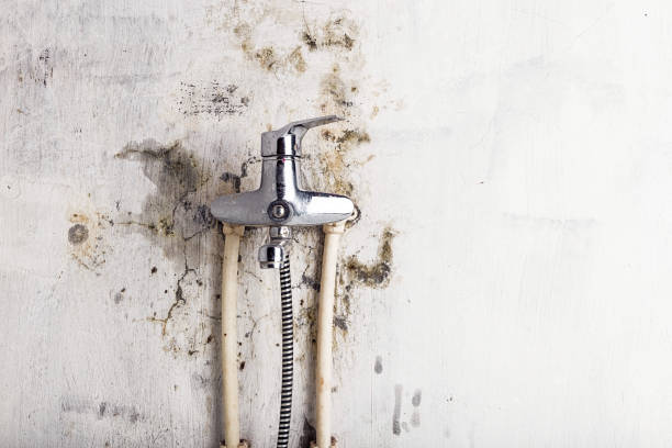 Best Toxic Mold Removal  in Kansas City, MO