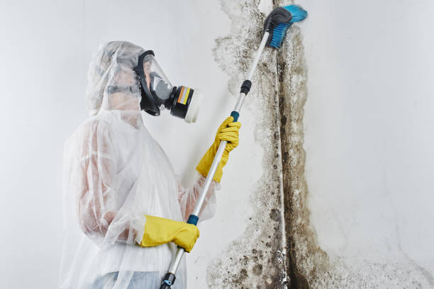 Best Mold Removal Process  in Kansas City, MO