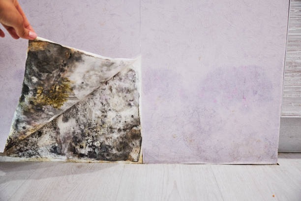 Best Mold Removal Company Near Me  in Kansas City, MO